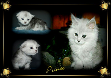 PRINCE pretty kitten3