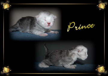 PRINCE pretty kitten1