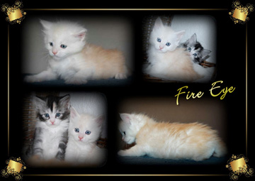 Fire Eye pretty kitten2