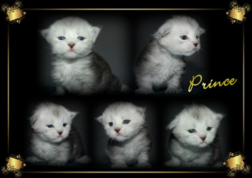 PRINCE pretty kitten2